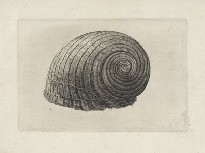 Skal, tonna galea Skal (serietitel) av Wenceslaus Hollar
