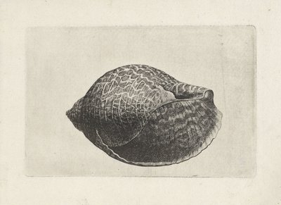 Skal, tonna perdix Skal (serietitel) av Wenceslaus Hollar