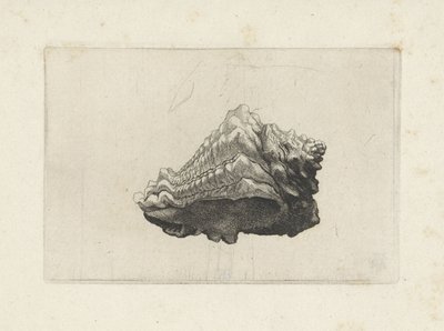 Skal, vasum muricatum född Skal (serietitel) av Wenceslaus Hollar