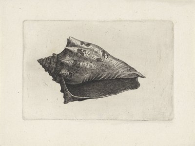 Skal, voluta ebraea Skal (serietitel) av Wenceslaus Hollar