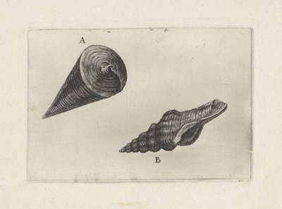 Skal, telescopium telescopium (A) och fusinus laticostatus (B) Skal (serietitel) av Wenceslaus Hollar
