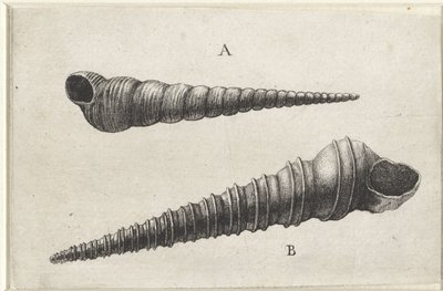 Skal, turritella terebra (A) och turritella duplicata (B) Skal (serietitel) av Wenceslaus Hollar