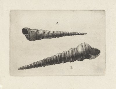 Skal, turritella terebra (A) och turritella duplicata (B) Skal (serietitel) av Wenceslaus Hollar