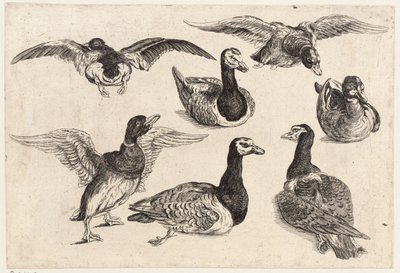 Sju ankor av Wenceslaus Hollar