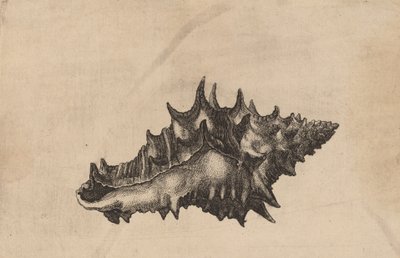 Shell Vasum ceramicum, ca. 1645. av Wenceslaus Hollar