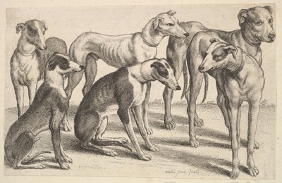 Sex hundar, 1646. av Wenceslaus Hollar