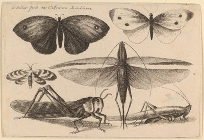 Sex insekter av Wenceslaus Hollar