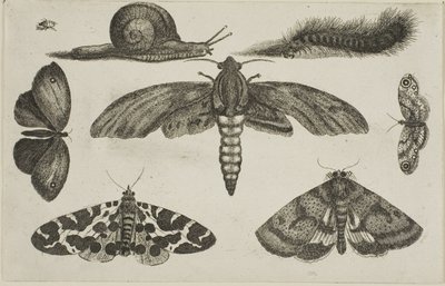 Sex insekter, en larv och en snigel av Wenceslaus Hollar