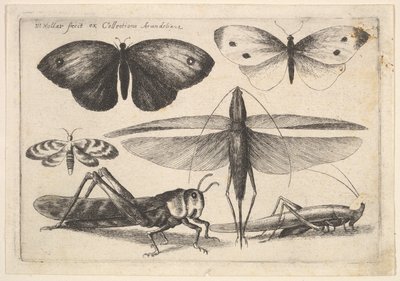 Sex insekter, 1646. av Wenceslaus Hollar