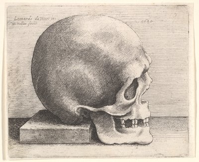 Skalle i profil till höger, 1645. av Wenceslaus Hollar