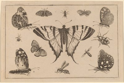 Svalstjärtsfjäril och tolv andra insekter av Wenceslaus Hollar