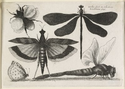 Fjärilar, en av tolv, 1646 av Wenceslaus Hollar