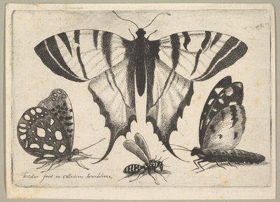 Tre fjärilar och en geting, 1646. av Wenceslaus Hollar