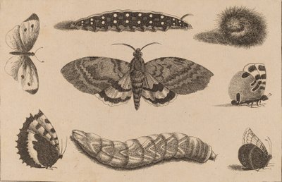 Tre larver, en mal och fyra fjärilar. av Wenceslaus Hollar