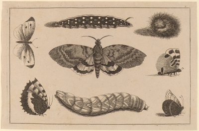 Tre larver, en mal och fyra fjärilar av Wenceslaus Hollar