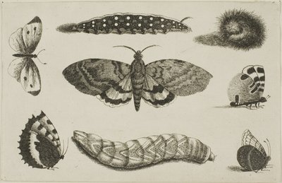 Tre larver, en mal och fyra fjärilar av Wenceslaus Hollar