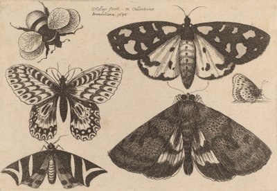 Tre malar, två fjärilar och en humla, 1646. av Wenceslaus Hollar