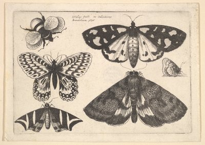 Tre nattfjärilar, två fjärilar och en humla, 1646. av Wenceslaus Hollar