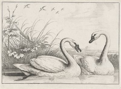 två svanar Diversae avium arter (serietitel) Olika fåglar (serietitel) av Wenceslaus Hollar