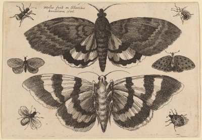 Två malar och sex insekter av Wenceslaus Hollar