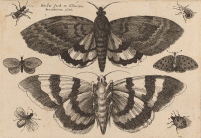 Två malar och sex insekter, 1646. av Wenceslaus Hollar