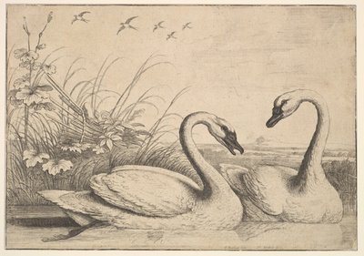 Två svanar, 1654-58. av Wenceslaus Hollar