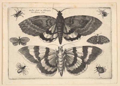 Två nattfjärilar och sex insekter, 1645. av Wenceslaus Hollar