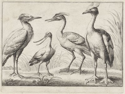 Fyra vadarfåglar Olika fåglar (serietitel) av Wenceslaus Hollar