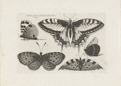 Fem fjärilar Insekter (serietitel) Muscarum Scarabeorum (serietitel) av Wenceslaus Hollar