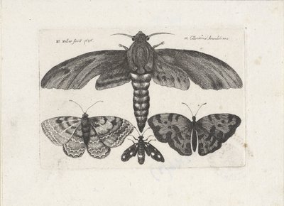 Fjärilar och en mal Insekter (serietitel) Muscarum Scarabeorum (serietitel) av Wenceslaus Hollar