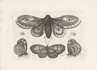 Fjärilar, skalbaggar och en mal Insekter (serietitel) Muscarum Scarabeorum (serietitel) av Wenceslaus Hollar