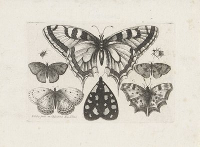Fjärilar, skalbaggar och en mal Insekter (serietitel) Muscarum Scarabeorum (serietitel) av Wenceslaus Hollar
