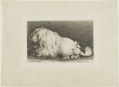 Vit hund av Wenceslaus Hollar