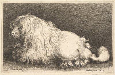 Vit hund, 1649. av Wenceslaus Hollar