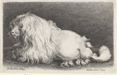 vit hund av Wenceslaus Hollar