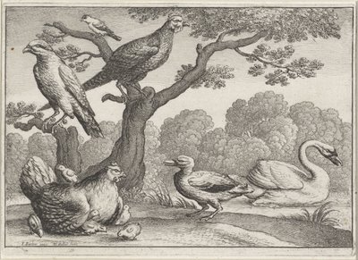 Svan, kyckling med kycklingar och andra fåglar Olika fåglar (serietitel) av Wenceslaus Hollar