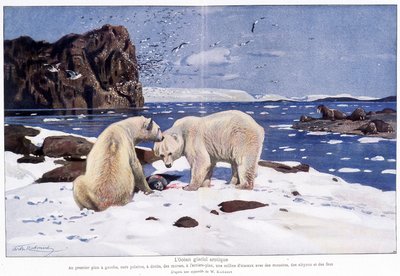 Ishavet med två isbjörnar, valrossar och fåglar (måsar, alkyoner och dårar). Baserad på en akvarell av W. Kuhnert. av Wilhelm (after) Kuhnert