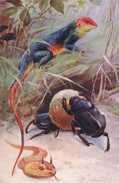 En Gama, Horned Viper och Sacred Beetle, illustration från Wildlife of the World, ca 1910 av Wilhelm Kuhnert