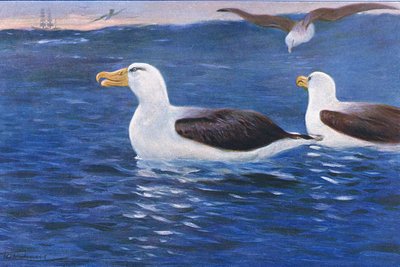 Albatross, illustration från Wildlife of the World, c.1910 av Wilhelm Kuhnert