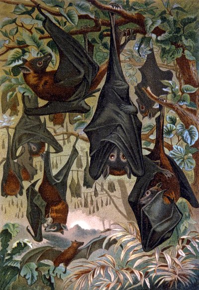 Fladdermöss av Wilhelm Kuhnert
