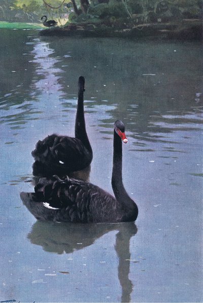 Black Swan, illustration från Wildlife of the World, c.1910 av Wilhelm Kuhnert