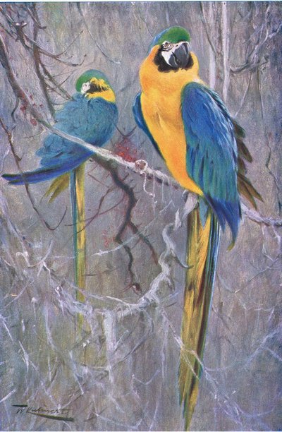 Blå och gul ara, från Wildlife of the World publicerad av Frederick Warne & Co, c.1900 av Wilhelm Kuhnert