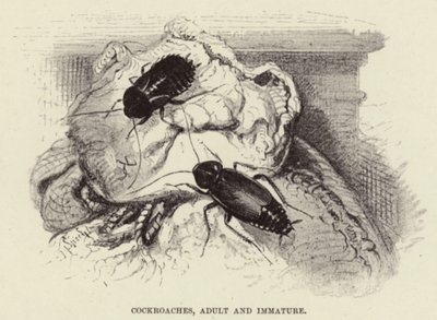Kackerlackor, vuxen och omogen av Wilhelm Kuhnert