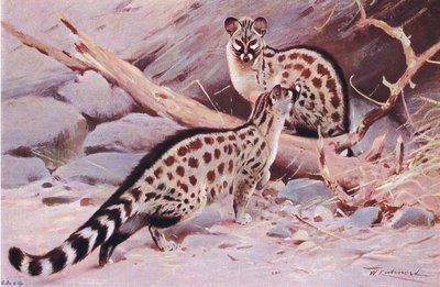 Dungola Genet, illustration från Wildlife of the World, c.1910 av Wilhelm Kuhnert