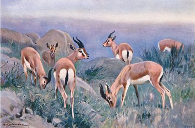 Gazelle, från Wildlife of the World publicerad av Frederick Warne & Co, c.1900 av Wilhelm Kuhnert