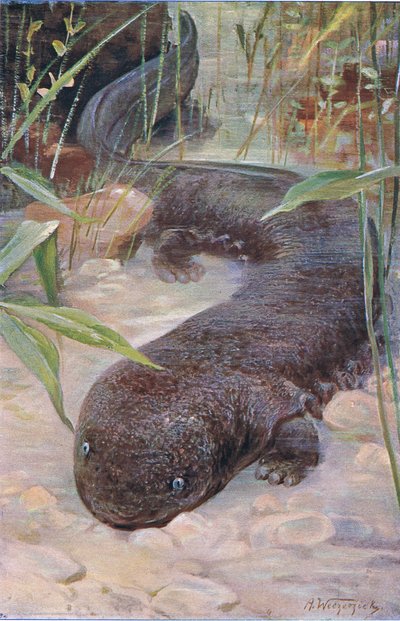 Jättesalamander, från Wildlife of the World publicerad av Frederick Warne & Co, c.1900 av Wilhelm Kuhnert
