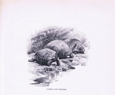 Jättesköldpaddor, illustration från Wildlife of the World, c.1910 av Wilhelm Kuhnert