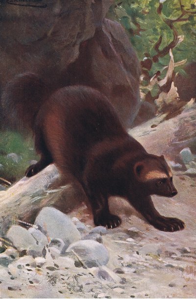 Glutton or Wolverine, från Wildlife of the World publicerad av Frederick Warne & Co, ca 1900 av Wilhelm Kuhnert