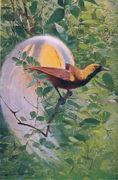 Great Bird of Paradise, illustration från Wildlife of the World, c.1910 av Wilhelm Kuhnert