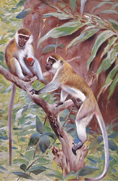 Green Monkey, illustration från Wildlife of the World, c.1910 av Wilhelm Kuhnert